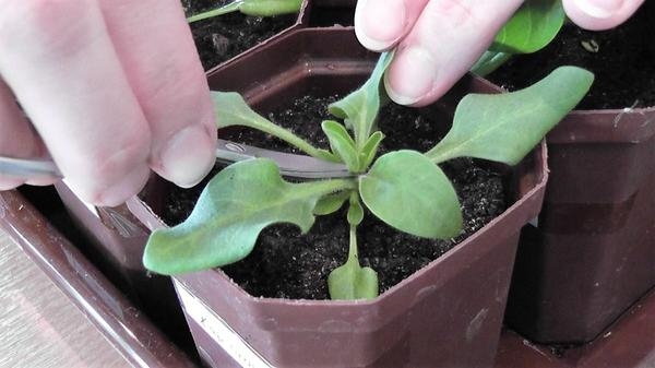 Выращивание рассады петунии: пикировка, прищипывание, удобрение