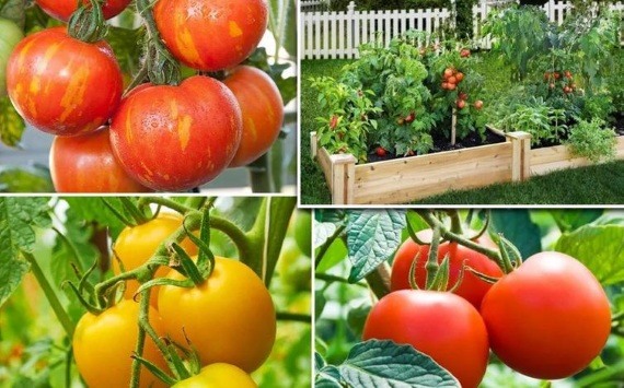Как выбрать нужный сорт томата для посадки — советы