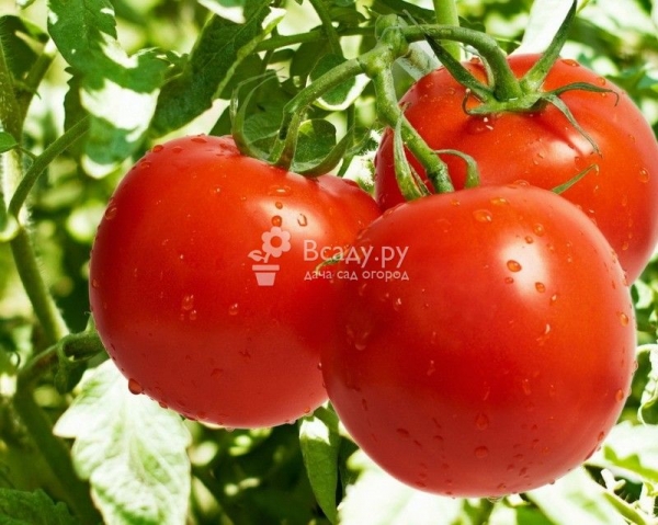 Фурацилин - лучшее средство от фитофторы томатов