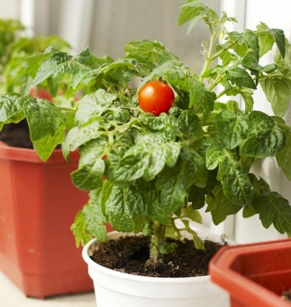 6 овощей, которые вы можете вырастить на подоконнике