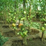Выращивание помидоров без листвы — формирование томата по Гавришу