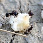 Манка — экологичный и безопасный способ избавиться от муравьев