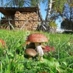 Выращиваем лесные грибы на дачном участке
