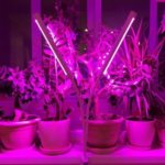 Фитолампы для выращивания рассады и комнатных растений: стоит ли использовать?