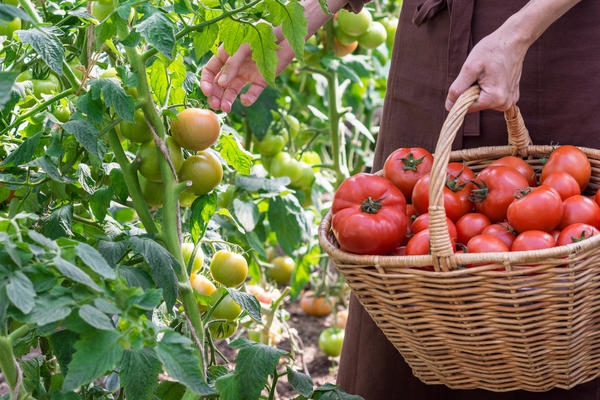 Как выбрать томаты, чтобы в конце сезона не было мучительно больно за потраченное время