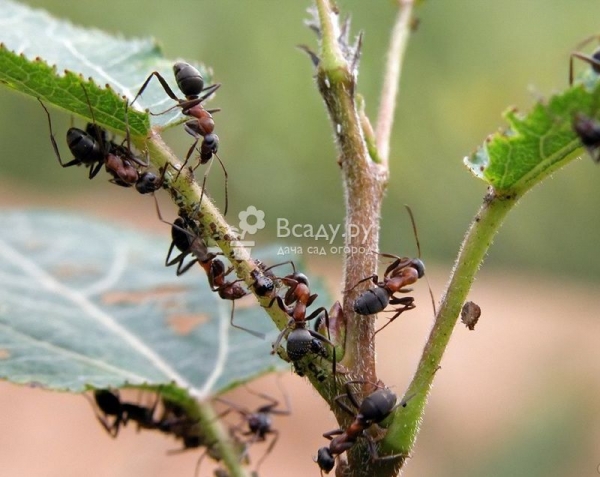 14 народных средств для защиты сада и огорода от нашествия муравьев