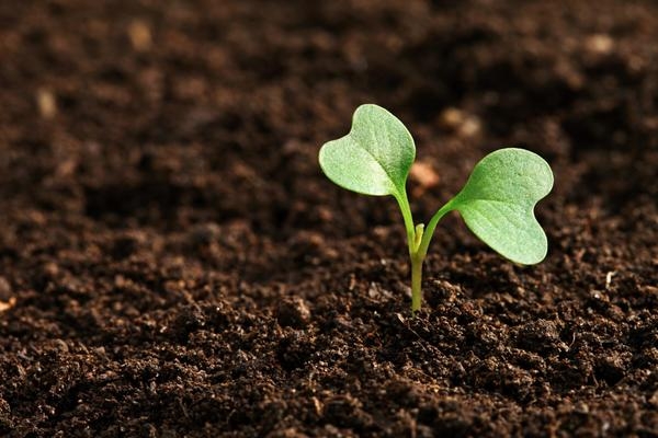 12 секретов выращивания рассады капусты