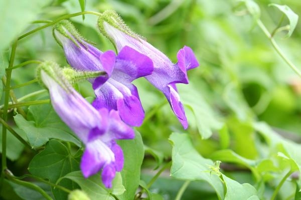 15 цветочных культур, которые нужно посеять на рассаду в марте