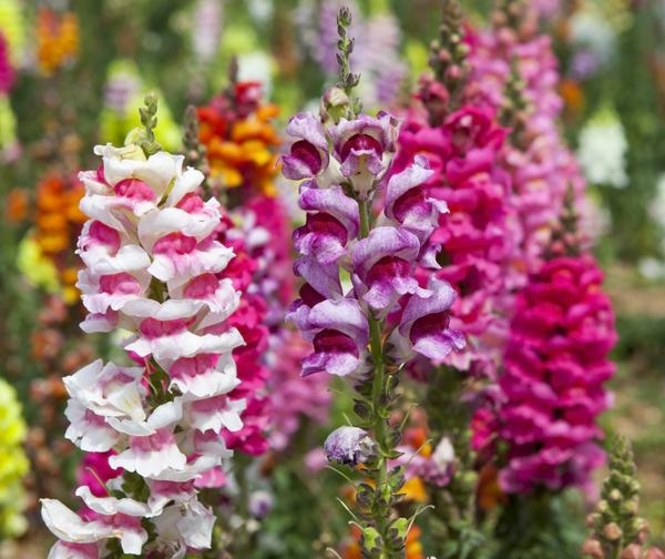 15 цветочных культур, которые нужно посеять на рассаду в марте