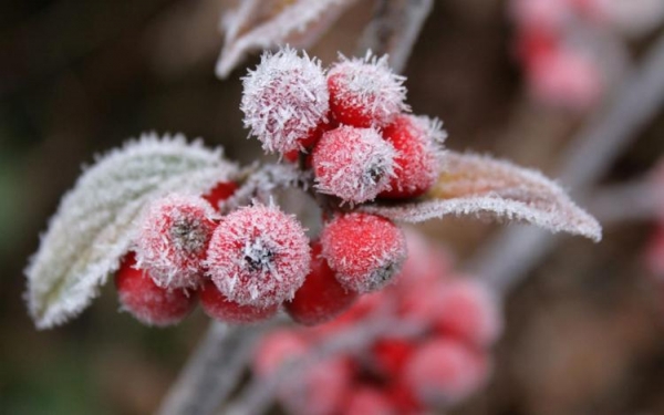 Опасен ли мороз без снега для растений