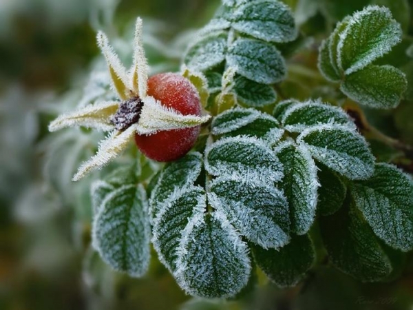 Опасен ли мороз без снега для растений