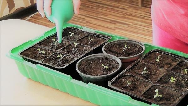 Выращивание рассады петунии: пикировка, прищипывание, удобрение
