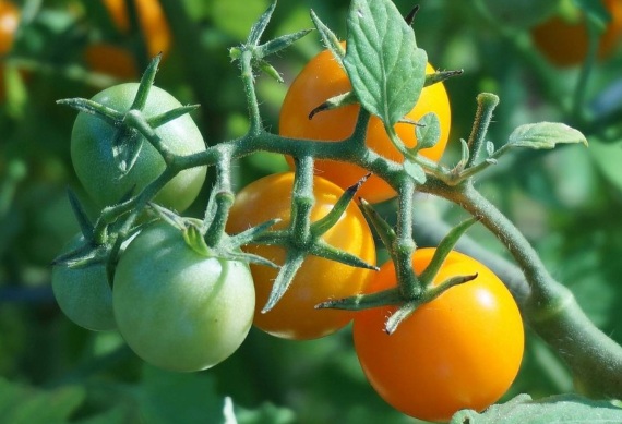 Как выбрать нужный сорт томата для посадки — советы