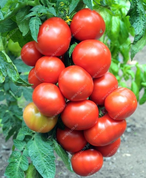 Как выбрать томаты, чтобы в конце сезона не было мучительно больно за потраченное время