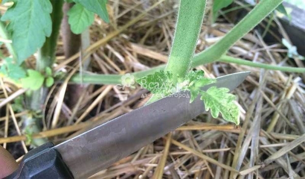 Чем меньше зелени - тем больше урожай: контролируем развитие томата