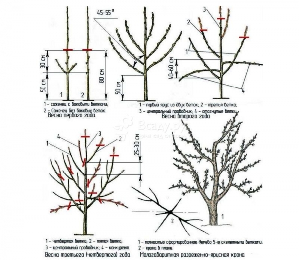Формирование кроны груши - регулируем обрезкой рост и развитие дерева