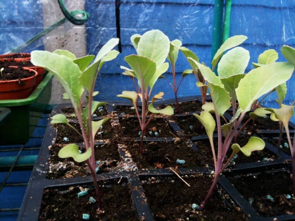 Рассада цветной капусты — выращивание