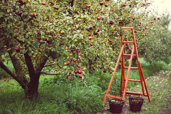 Умное удобрение: 5 принципов эффективной подкормки плодовых деревьев