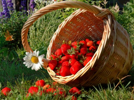 Лунный посевной календарь садовода-огородника на июнь 2019 года