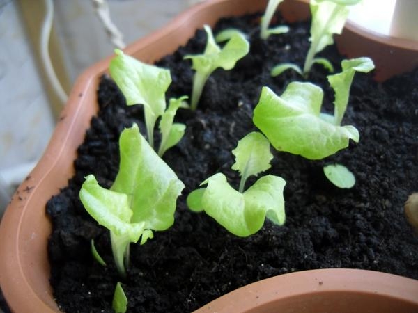 5 видов зелени, которые легко вырастить на подоконнике