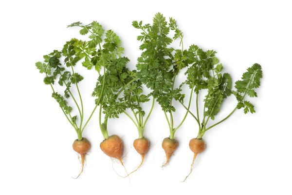 6 овощей, которые вы можете вырастить на подоконнике
