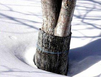 Как утеплять деревья на зиму