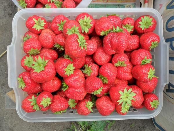 5 простых правил выращивания клубники — небывалый урожай ягод даже в Сибири